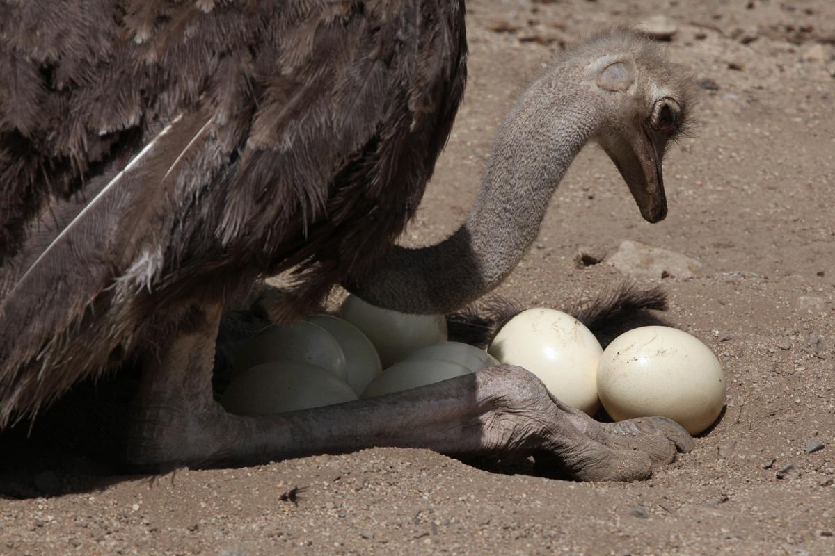 Strauß mit Eiern
