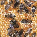 Bienenwaben