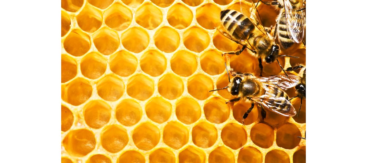 Bienenstock