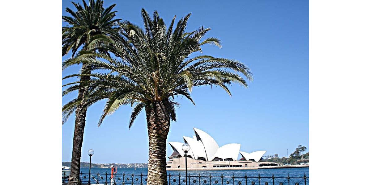 Palmen vor Oper von Sydney