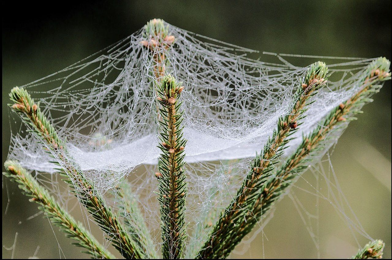 Spinnennetz