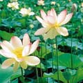 Lotusblume